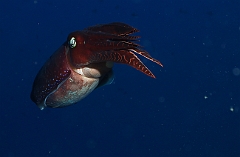 Raja Ampat 2016 - Sepia latimanus - Broadclub cuttlefish - Seiche - IMG_4264_rc_filtered